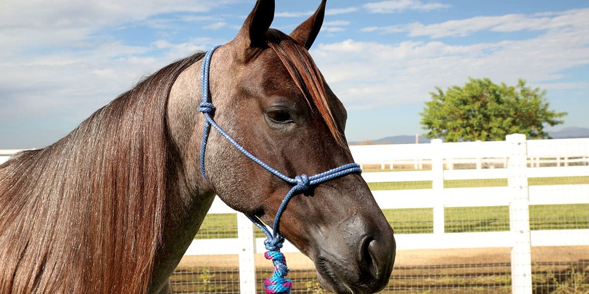 headcollar
